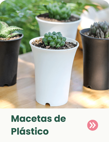 384x499 tarjeta web categoria 34